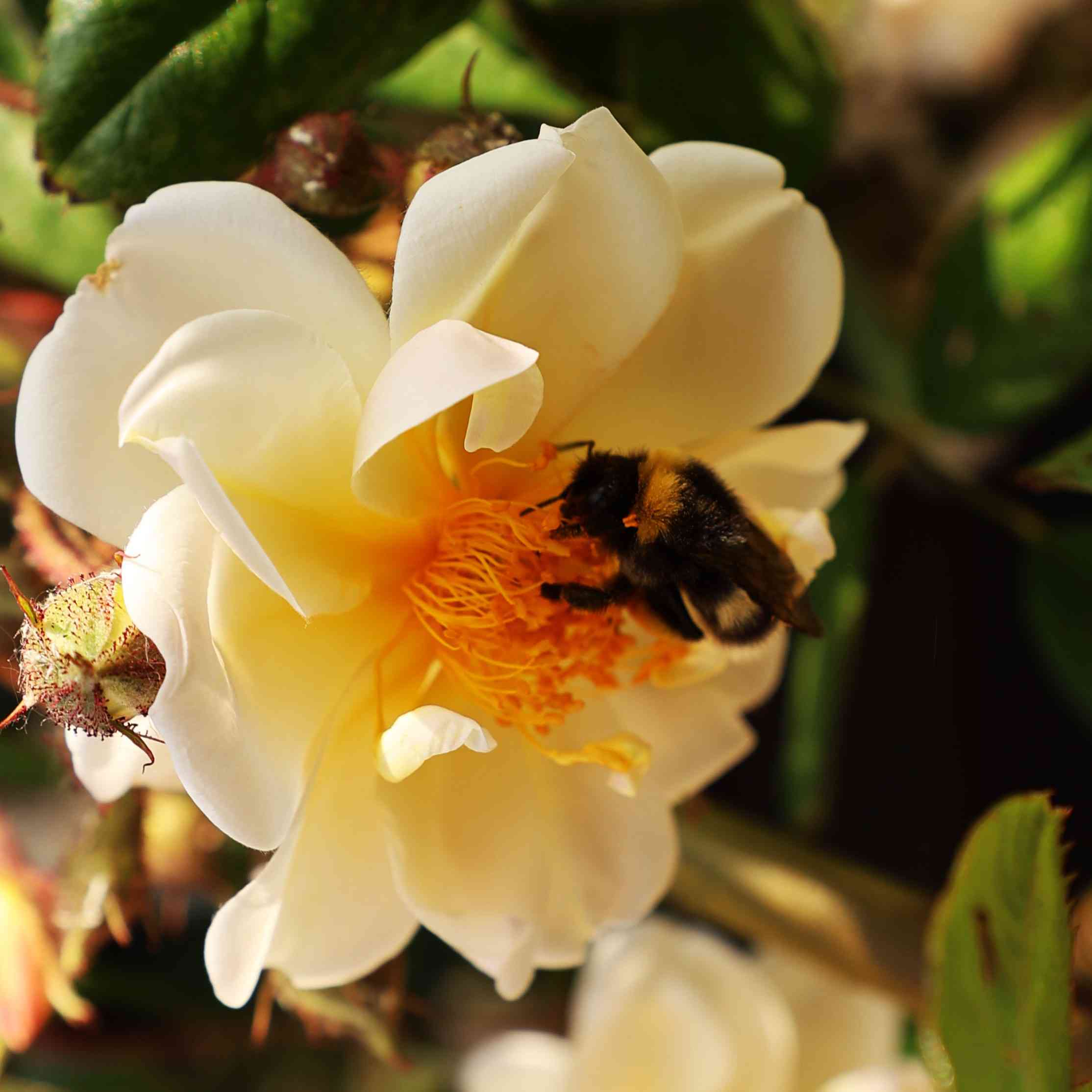 Biodiversiteit in de tuin