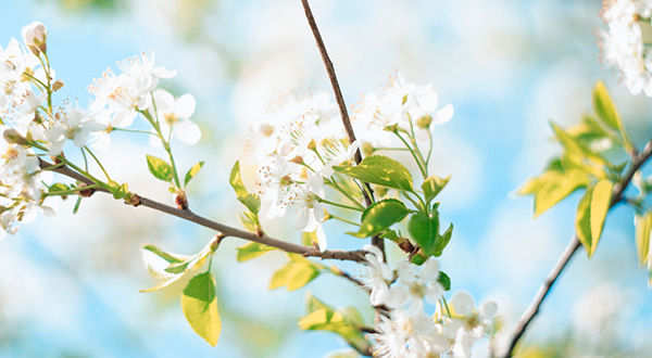 Lente bloesem