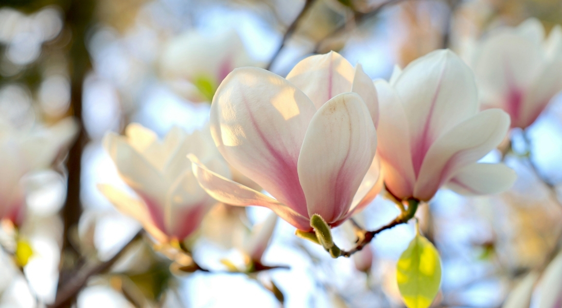 Lente magnolia