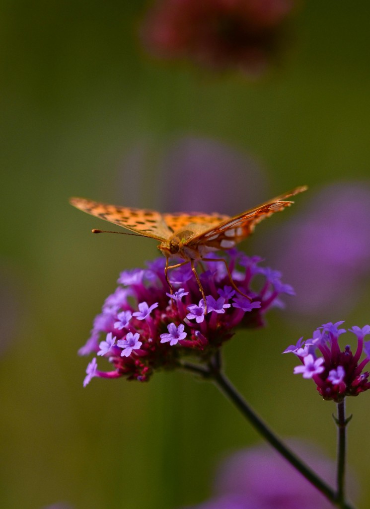 Sommerstimmungen