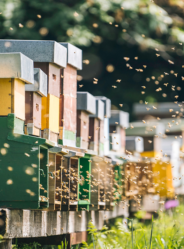 Bienen- und schmetterlingsfreundliche Bepflanzung