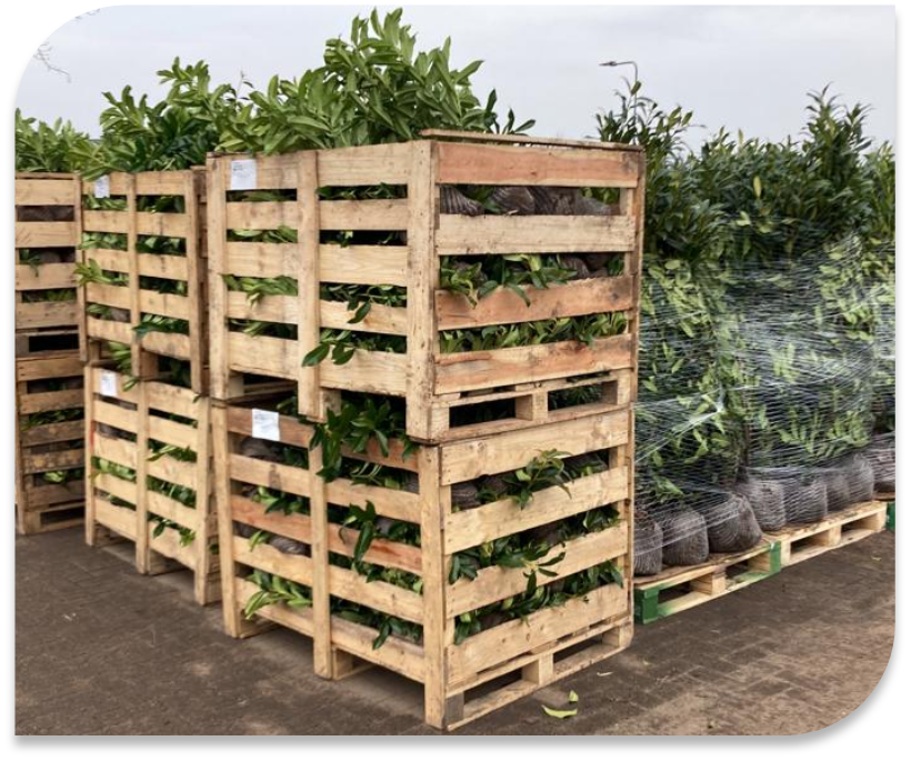 Plants in crates