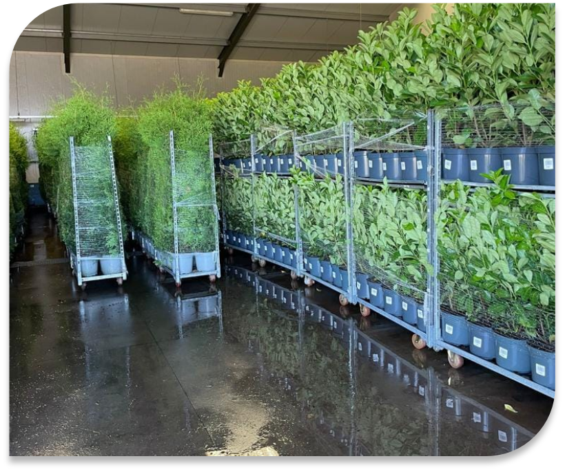 Warehouse plants
